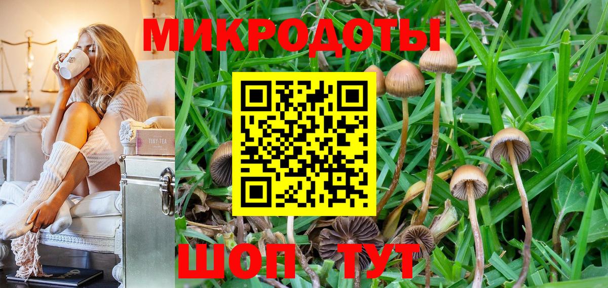 Псилоцибиновые грибы Psilocybe Саянск